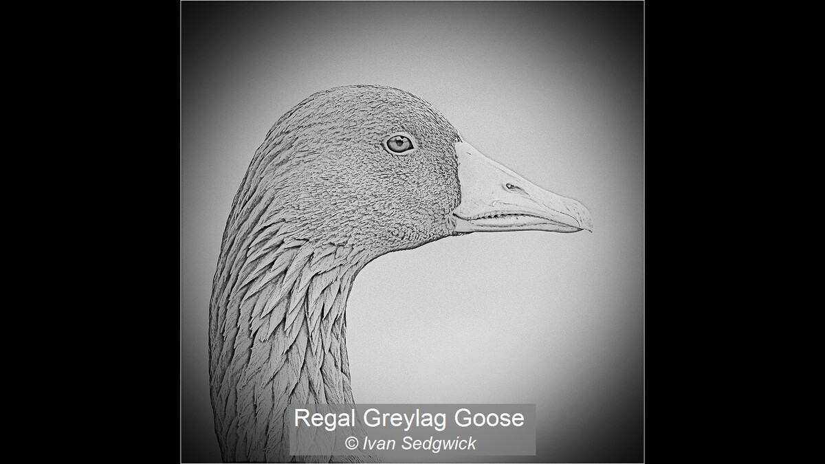 Regal Greylag Goose